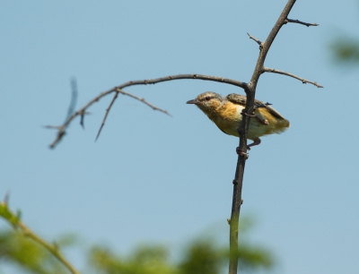 De vogel met een heel kort staartje, kom je niet z vaak tegen hoorde ik.