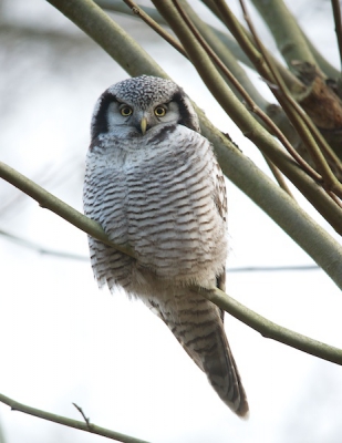 In een plantsoen van de Enexis zat de Sperweruil op een meter of 4 boven de grond. Fantastisch om even alleen met deze prachtvogel te zijn.