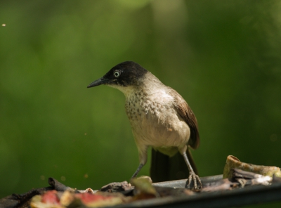 Deze vogel kwam behoorlijk dichtbij,maar er was weinig licht.
lage sluiter tijd.