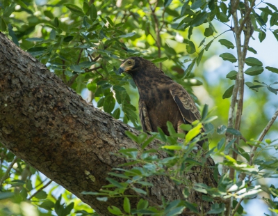 Kon hem er niet beter opkrijgen, schuwe roofvogel. Maar laat hem toch maar zien.