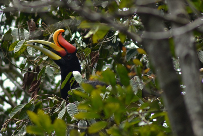 Bijna iedere ochtend werd ik wakker door het geluid van vallende vruchten op het dak van de ecologde. In totaal 6 soorten neushoornvogels gezien die soms in grote groepen naar deze boom kwamen. De Rhinoceros Hornbill blijft het meest indrukwekkend.