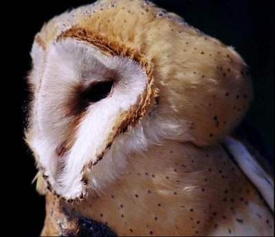 gemaakt tijdens ringen van deze mooie vogels