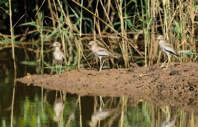 Redelijk veel voorkomende soort,ik vind het een bijzondere vogel met die grote ogen.