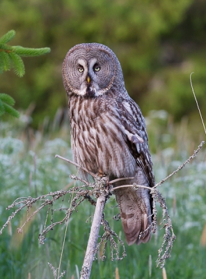Nog een upload van dezelfde Laplanduil, dit keer andere uitsnede, en hopelijk een beetje beter formaat voor birdpix.