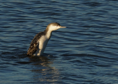 vandaag naar brouwersdam voor de ijsduiker ,deze gezien en mooi op de foto kwam ik op de terug weg bij stellendam deze roodkeelduiker tegen mooie dag geweest voor de foto