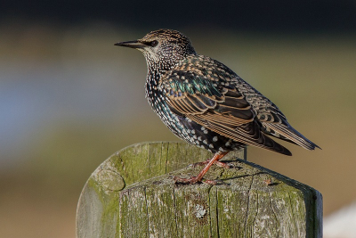 De spreeuw is typisch zo'n vogel waar je de schoonheid pas kan zien van dichtbij. Ondanks het minder fraaie paaltje toont het warme namiddaglicht op deze herfstdag de prachtige kleuren van deze spreeuw.