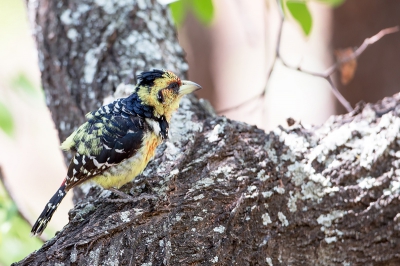 Deze prachtige vogel in de buurt van Letaba (Krugerpark) kunnen zien en vastleggen.
Dit was voor de eerste keer dat ik hem zag in Krugerpark.
