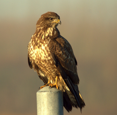 Vandaag even flink wat uurtjes wezen fotograferen. Helaas was het s morgens erg mistig. Maar nadat de zon door kwam werden de roofvogels wat actief. Een hele mooie ervaring gehad, heb namelijk voor het eerst een Buizerd voor mezelf goed weten te fotograferen!

En ben dan ook erg wijs met deze plaat, vooral de ervaring was er n om nooit weer te vergeten. Kon voor het eerst een roofvogel van redelijk dichtbij observeren, en dat wel 20-30min lang..