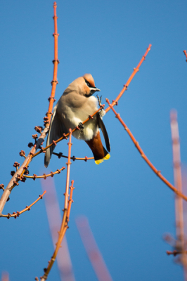 Al een paar dagen in het dorp verblijd met de aanwezigheid van de pestvogel. In een wirwar van rode takken had hij een kort poetsmoment.