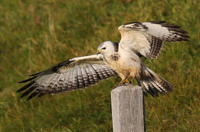 Vanuit mijn ooghoek zag ik deze buizerd beneden de dijk in het gras zitten. Ik dacht eindelijk een buizerd dichtbij (voor het eerst). Toen ik mijn auto langs de weg had gezet en naar hem toeliep vloog hij op en kwam nog een stuk dichterbij op een paaltje zitten. Mijn dag kon niet meer stuk.