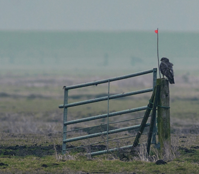 Tja,wat moet je anders doen om je woonpaal weer terug te vinden.Je ziet ook geen vlerk voor ogen met die hardnekkige mist