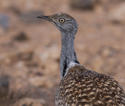 Nadat de vogel achter de auto de straat over stak, snel een klein stukje achteruit gereden. Dit was het moment, omdat de vogel nu licht m zou hebben! Maar waar is ie nou... Oh daar ligt ie, op 3-4 meter van de auto vandaan, rustig op de grond. Wat een moment zeg! Hierbij een foto nog met converter...