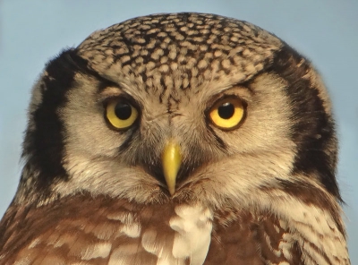 Zelf heb ik nog maar weinig portretfoto's van deze mooie uil voorbij zien komen,dus bij deze wou ik dat maar even goedmaken.
Gr, Geert.