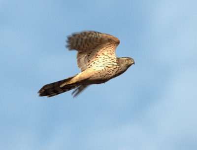 Deze jonge havik merkte ik gelukkig snel op want hij kwam met hoge snelheid recht over me heen gevlogen. Helaas daarna niet meer waar kunnen nemen.. 
Nikon 3200 +Sigma150-500