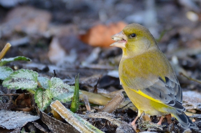 Afgelopen nacht een paar graden gevroren en dat geeft weer een extra dimensie aan foto's van foeragerende vogels op de grond. Tussen de Vinken en Kepen zaten enkele Groenlingen. Deze heer wilde wel poseren in een vlaagje zon.