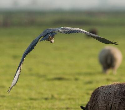 Deze reiger volgt hier de schapenroute in de polder en gaf aan mij het nakijken