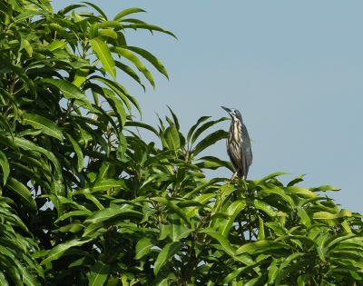 De foto is niet bijzonder, maar de soort is een zeldzame vogel. Je ziet hem bijna nooit