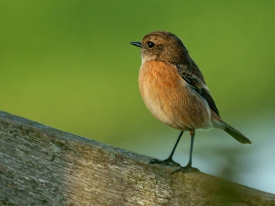 verleden maand een roodborsttapuit geplaatst maar deze helemaal over het hoofd gezien. ze zit wel parmantig zo op dat hek. in de Krimpenerwaard een zeldzaam vogeltje, had er zelfs nog nooit een gezien.