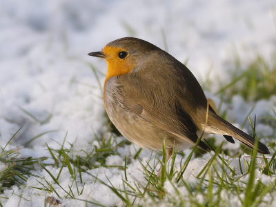 De sneeuw laat dit jaar nog even op zich wachten. Vandaar alvast een opwarmertje uit het vorige jaar (dec 12).

Groet,
Michiel