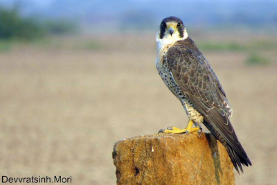 The Peregrine Falcon (Falco peregrinus), also known as the Peregrine,and historically as the Duck Hawk in North America,is a widespread bird of prey in the family Falconidae. A large, crow-sized falcon, it has a blue-grey back, barred white underparts, and a black head and "moustache". As is typical of bird-eating raptors, Peregrine Falcons are sexually dimorphic, females being considerably larger than males.The Peregrine is renowned for its speed, reaching over 322 km/h (200 mph) during its characteristic hunting stoop (high speed dive),making it the fastest member of the animal kingdom. According to a National Geographic TV programme, the highest measured speed of a Peregrine Falcon is 389 km/h (242 mph)
