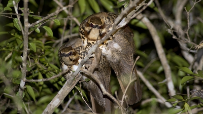 Tijdens een avondwandeling trof ik dit koppeltje slapend aan. De volgende dag zag ik deze soort opnieuw, druk foeragerend op de grond. En zo hard lopend dat fotograferen niet wilde lukken!