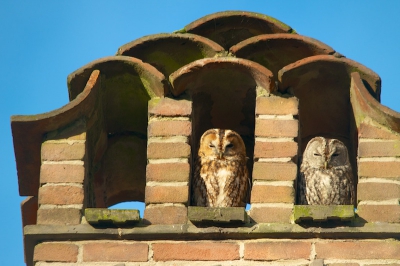 Al tijden zit dit Bosuilen paartje in deze schoorsteen. De een roodbruin, de ander grijs.
