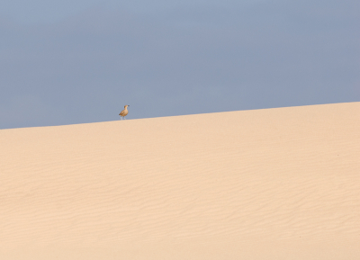 In het noorden van Fuerteventura ligt een geweldig zandduinen gebied (zandwoestijn) met hele hoge duinen. Het was net een scene uit een natuurfilm. In mijn ooghoek zie ik iets bewegen op de top van een duin. Fantastisch...een Renvogel! Hier de vogel in z'n natuurlijke habitat...zand. Later een hele groep van 15 exx gezien, maar wat kunnen die vogels rennen!