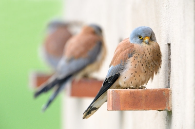 Een kleine torenvalk. De mannetjes zaten voor de nestopeningen te wachten. Vond het leuk om ze achter elkaar te zien. Was bereslecht weer met veel regen en donkere luchten vandaar met iso 6400 en gezondigd met alle regels (1/200 en f7,1). En er toch nog redelijk uitgekomen!?