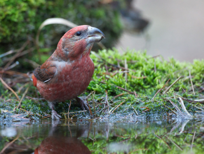 Dit is de meest zijwaartse foto die ik van de Grote Kruisbek kon maken. Mede op grond van de snavelvorm heb ik hem als Grote Kruisbek gedetermineerd. Maar ik sta uiteraard open voor andere visies.