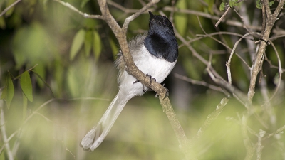 Op zoek naar nachtactieve maki's in het bos rond Camp Amoureux, kwam ik dit vogeltje tegen. In eerste instantie dacht ik aan een Vanga, maar de lange staart en het zwart op de borst deden me van gedachte veranderen. Overdag had zijn kenmerkende liedje geholpen bij het herkennen vande soort!