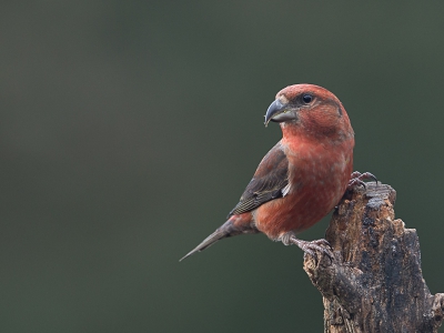 Woensdag 18 Dec een mooi dag doorgebracht in de hut van Han, prachtig weer en veel fraaie vogels. Een van de hoogtepunten waren toch de Kruisbekken, die 1x kwamen drinken. Hier het mannetje.