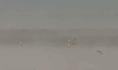 MISTY MORNINGS
Mistige dagen zijn mijn favoriete dagen. Je ziet aan de ene kant vogels in de mist oplossen en aan de andere kant hoor je vogels aankomen die je eerst niet ziet, dan doemen wat schimmen op die langzamer maar zeker steeds meer licht vangen.