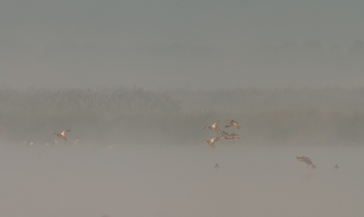 MISTY MORNINGS
Mistige dagen zijn mijn favoriete dagen. Je ziet aan de ene kant vogels in de mist oplossen en aan de andere kant hoor je vogels aankomen die je eerst niet ziet, dan doemen wat schimmen op die langzamer maar zeker steeds meer licht vangen.