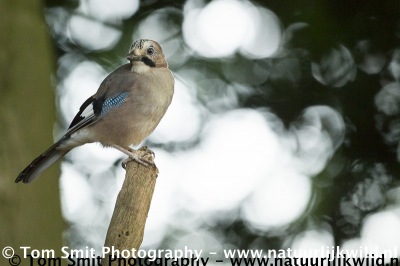 Deze vlaamse gaai kwam langs tijdens een zit in een fotohut.Fotograferen van deze vogel moet altijd voorzichtig gebeuren want ondanks hun grote mond zijn ze vrij schuw.