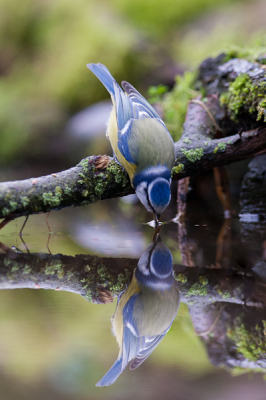 Voor de 2e keer in een hut gezeten. Het weer was grauw met miezer regen.

Mijn insteek was om de vogelsoorten vast te leggen met reflectie in het water.