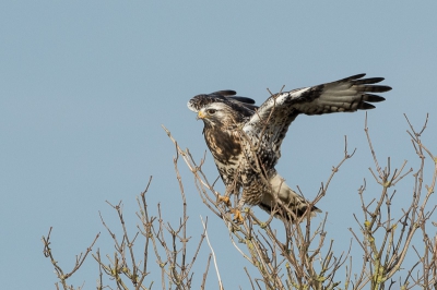 Deze ruigpoot was al even op zoek naar een prooi. Na het bidden ging hij uiteindelijk even in het zonnetje in de boom zitten. M'n eerste ruigpootbuizerd.