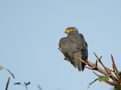 Ik weet  niet wat voor roofvogel dit is, hij lijkt op een hagedisbuizerd. Dat geel om de ogen is anders. Wie weet het en kan mij helpen.