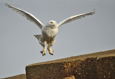afgelopen zondag was tot nu toe de enige dag met wat "beter" weer...denk dat de vogel zal blij zijn met de huidige storm, minder toeschouwers...
een heerlijke waarneming !!!