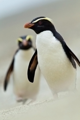 De Fjordland is waarschijnlijk de zeldzaamste pinguin met 5-6000 adulten, hoewel goede tellingen ontbreken. De vogels broeden meest in slecht toegankelijke bossen aan de ZW kust van het zuider eiland  http://www.oiseaux-birds.com/card-fiordland-penguin.html . 
3 dagen doorgebracht op diverse stranden 20-30 km ten zuiden van Haast, gaven voldoende kansen om de vogels goed vastteleggen. Hier een duo, uit zee komend met opwaaiend zand. Met deze waarneming kon ik ook mijn pinguin lijstje af maken. De 17 soorten staan voor de pinguinliefhebber op http://www.pbase.com/otto1/pinguins_vd_wereld