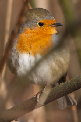 Vanmorgen er even op uit geweest om wat vogeltjes te spotten, al snel trok dit roodborstje mijn aandacht, of ik de zijne aangezien hij zo nieuwsgierig over kwam.. kwam lekker dichtbij en door wat takjes heen wat mooie plaatjes kunnen schieten