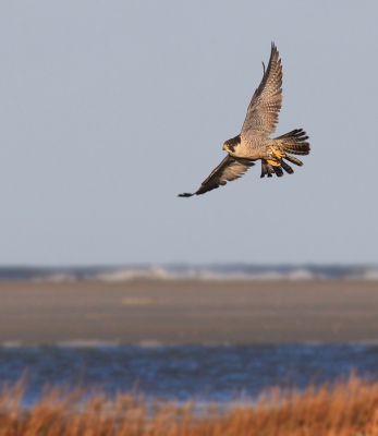 Vandaag een heerlijke dag gehad op schier. Lekker uitgewaaid, een aantal leuke soorten en de hele dag lekker veel zon!
Deze slechtvalk maakte de dag toch wel compleet! Wat een magnifieke vogel!

Gr. Thijs