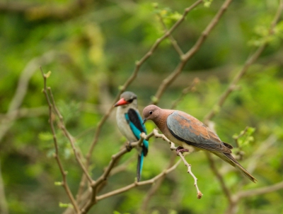 De veel voorkomende palmtortel, met de mee kijkende ijsvogel. bijzondere combinatie vind ik.