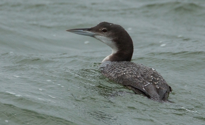 deze ijsduiker verblijft al enkele dagen in een binnendok in de achterhaven van Zeebrugge;