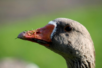 deze gans heb ik op een mooie zomerdag gefotografeerd.
door hem met brood te lokken heb ik hem zo dichtbij kunnen krijgen.