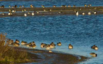 Oostmoer is een klein natuurgebiedje,maar er zijn altijd veel vogels te zien. deze foto is wat later op de dag genomen vanuit de auto met behulp van rijstzak.