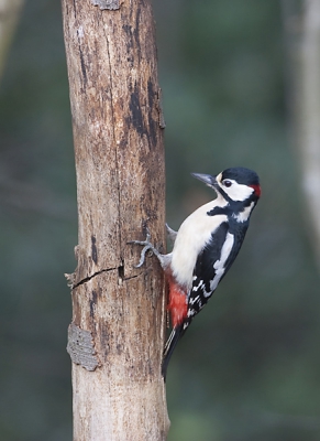 sinds kort hebben wij een huisje op de veluwe en daar komen toch heel andere soorten voor als op 22 hoog in Spijkenisse, waaronder deze jongen.