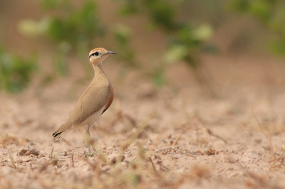 Terwijl we gestopt waren op een plek om de Black-bellied Bustard te zoeken waren we al gauw afgeleid door de Temminck's Courser. Een soort dat best wel hoog op mijn verlanglijstje stond voor deze trip. 

Deze vogel laat zich erg moeilijk benaderen en rent zeer onopvallend en snel weg. Maar gelukkig lag ik op een tactische plek en liet hij zich geruime tijd geweldig zien en vastleggen. Echter achteraf leken vrijwel alle foto's mislukt door de warmtegolven vanaf de grond! 

Dit was de eerste keer dat ik fotografeerde onder zulke omstandigheden en ik stond er compleet niet bij stil. Baalde wel enorm bij het zien van de resultaten op mijn display, maar gelukkig valt er nog wat van te maken met behulp van Photoshop! Zo is het toch nog tot een goed resultaat gekomen!