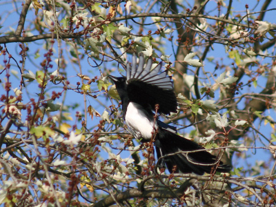 Ekster zat heerlijk in de zon tussen het nog niet afgevallen blad en de jonge knoppen (!) te genieten. Ik wachtte tot hij opvloog en was er nu eens wel op tijd bij. Canon 350D 75-300 mm lens (300), 1/2000 F5.6 ISO400. PS: levels, heel licht verscherpt, crop ca. 55%.