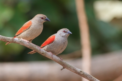 Deze soort liet zich ook zien in de hut van Han Bouwmeester, en als ik het goed heb een primeurtje voor Birdpix! 

Dit is wederom een soort dat zich vaak verborgen houdt en zich moeilijk laat zien. Maar gedurende de tijd dat wij er zaten liet het paartje zich 2 maal fantastisch zien.