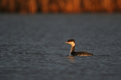 Vandaag met Albert Allema op zoek geweest naar de Koereiger. Deze was helaas onvindbaar (of gewoon vertrokken). Op de terugweg nog even langs de Blauwe Stad. Daar troffen we deze Kuifduiker die in het prachtige zonlicht nog wel even wilde meewerken.

Zo werd het dan toch nog een geslaagde dag.

Groeten,
Remco